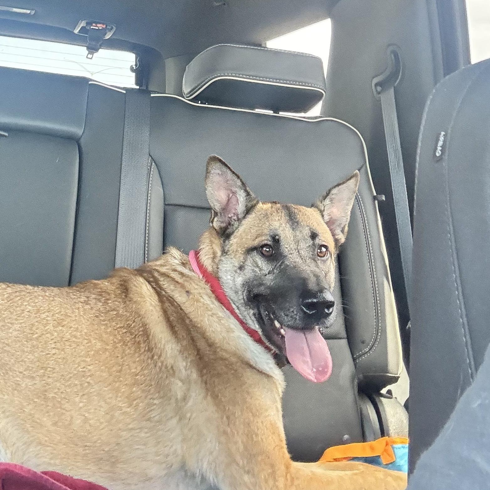 Louie Louie, adopted, Adult Male German Shepherd Dog.