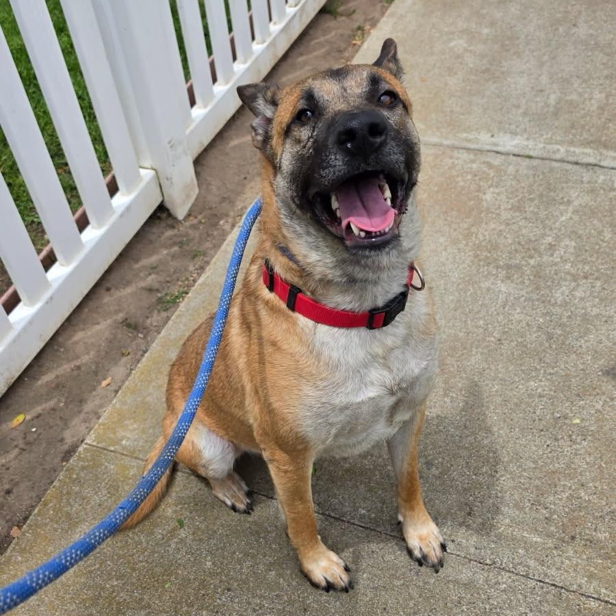 Louie Louie, an adopted German Shepherd Dog in Newport Beach, CA image 2/3