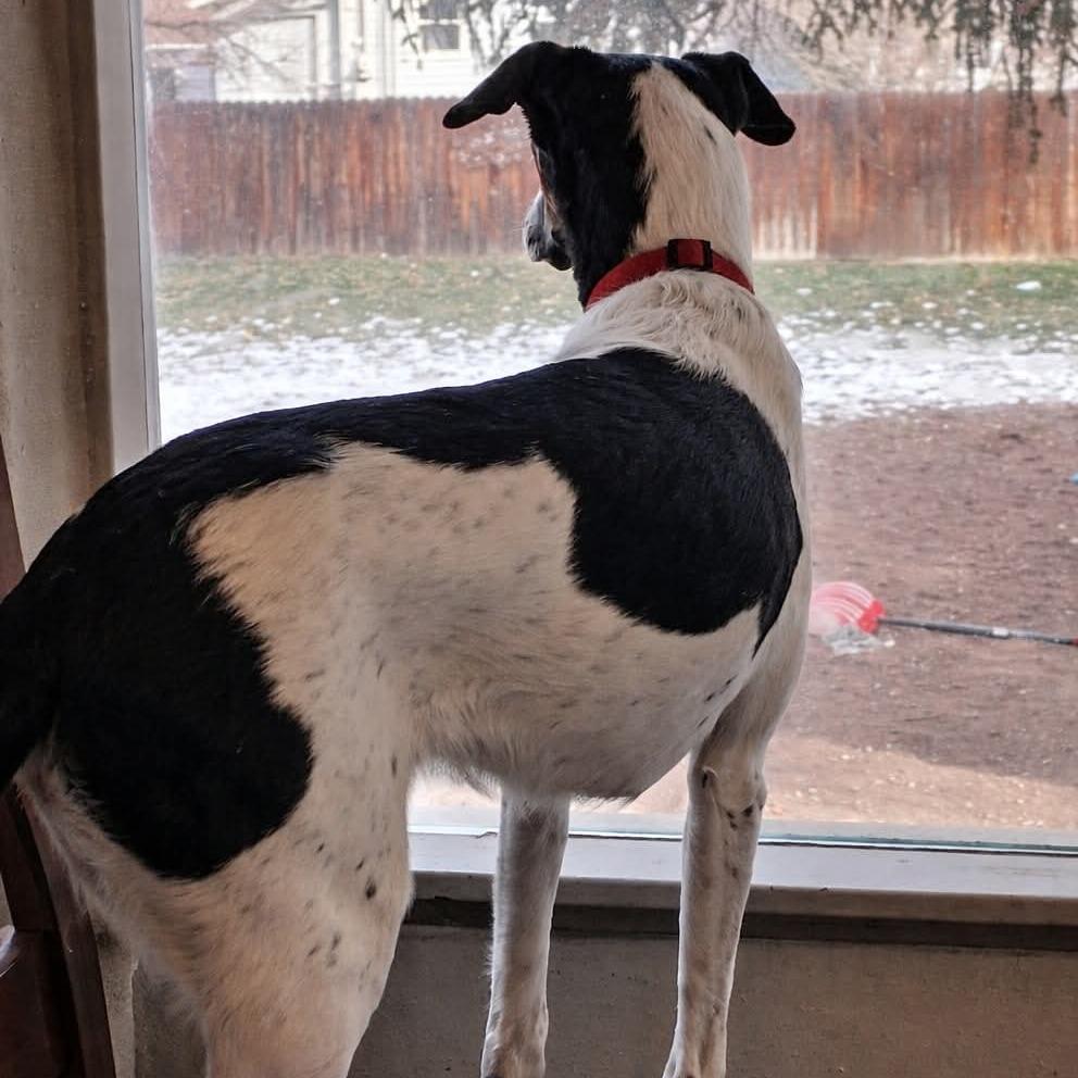 Weenie, Adoptable, Young Female Border Collie & German Shepherd Dog.