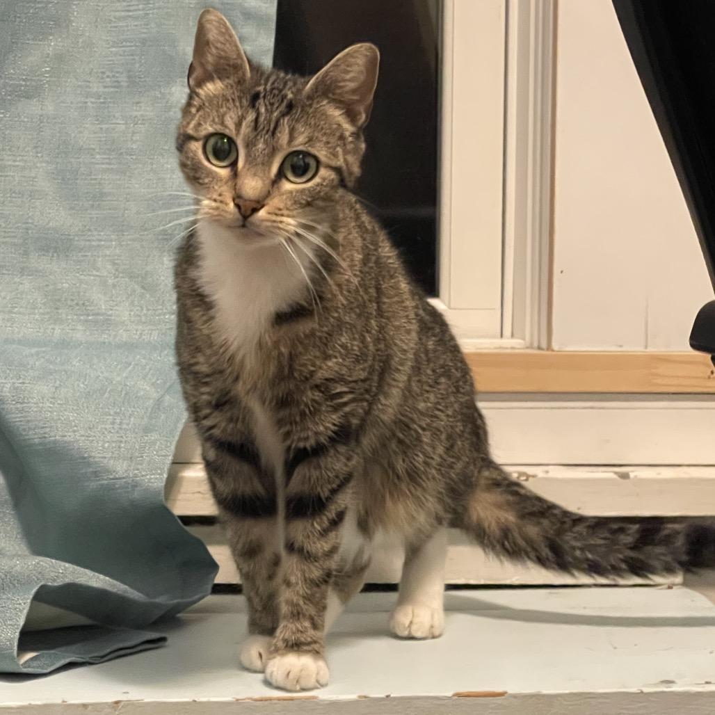 Dunkin, Adoptable, Adult Female Domestic Short Hair.