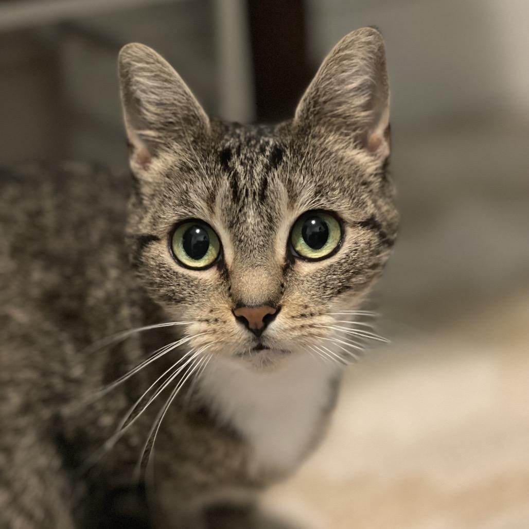 Enlarge Dunkin, a Adoptable Domestic Short Hair in Westport, CT image 2/3