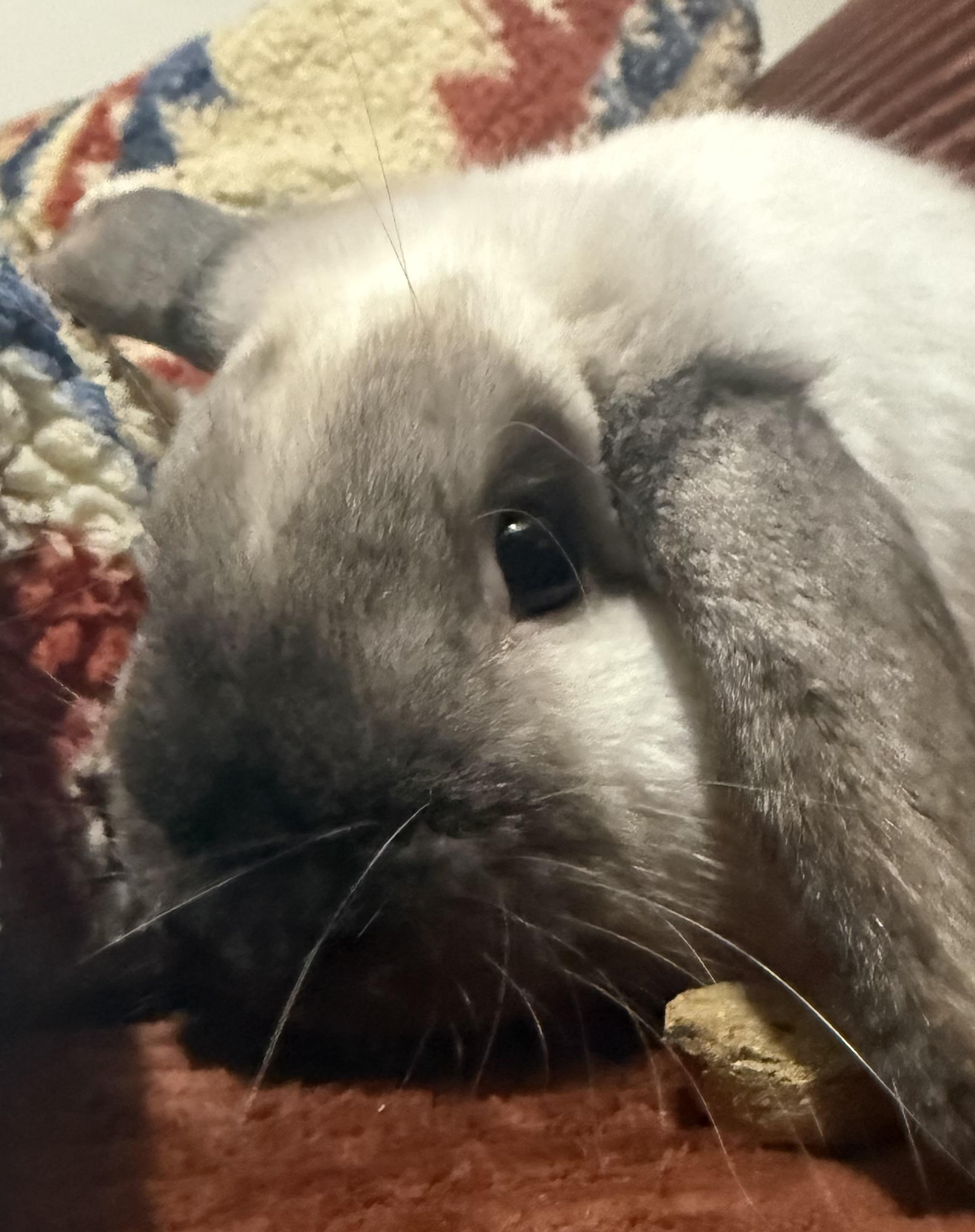 Trixie, ADOPTABLE, Young Female Holland Lop.