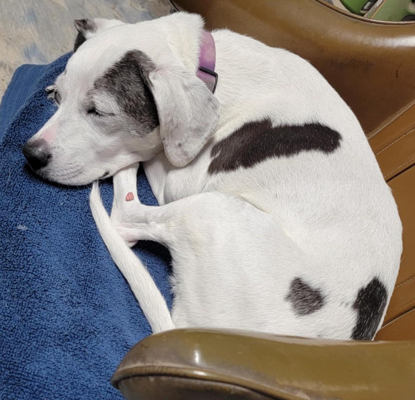 Jusie, ADOPTABLE, Senior Female Mixed Breed.