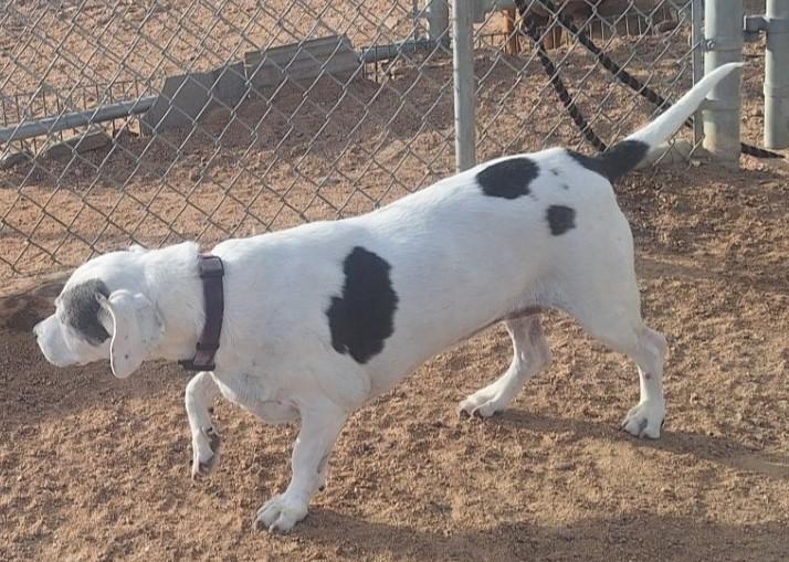 Enlarge Jusie, a ADOPTABLE Mixed Breed in Chappell, NE image 3/4