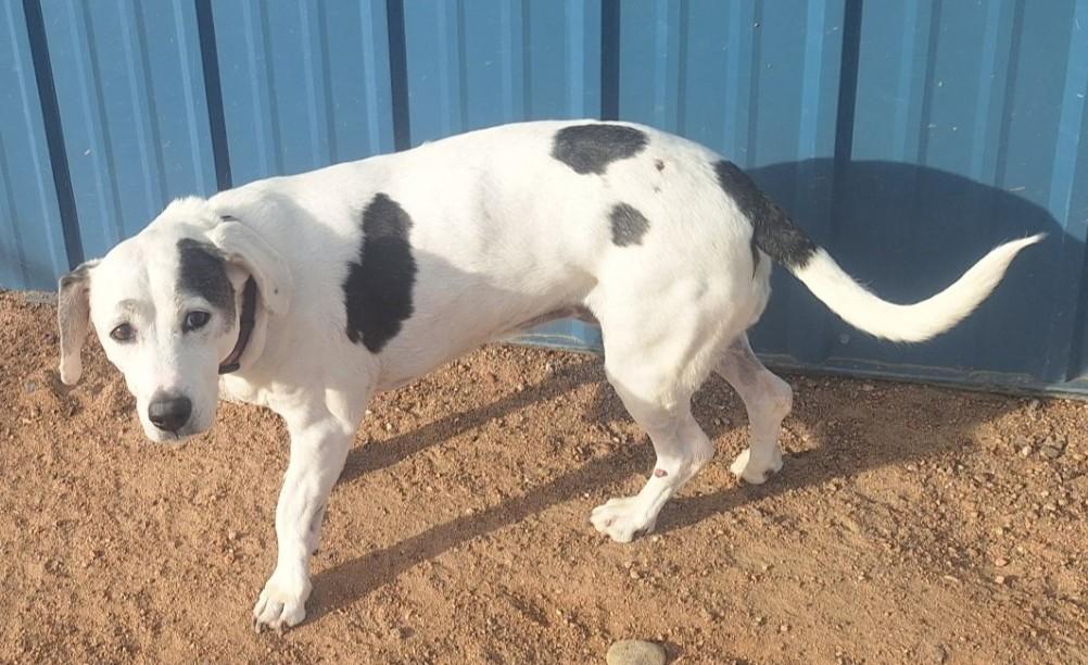 Enlarge Jusie, a ADOPTABLE Mixed Breed in Chappell, NE image 2/4