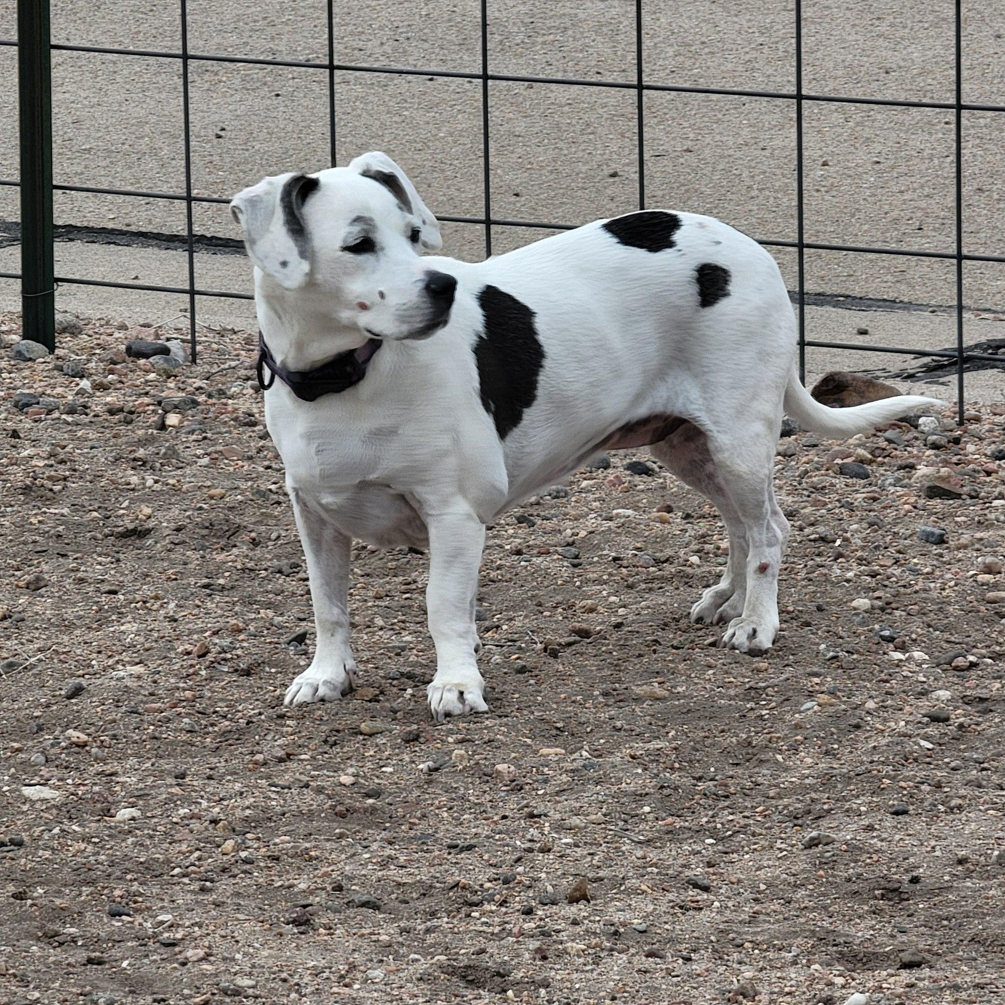 Enlarge Jusie, a ADOPTABLE Mixed Breed in Chappell, NE image 4/4