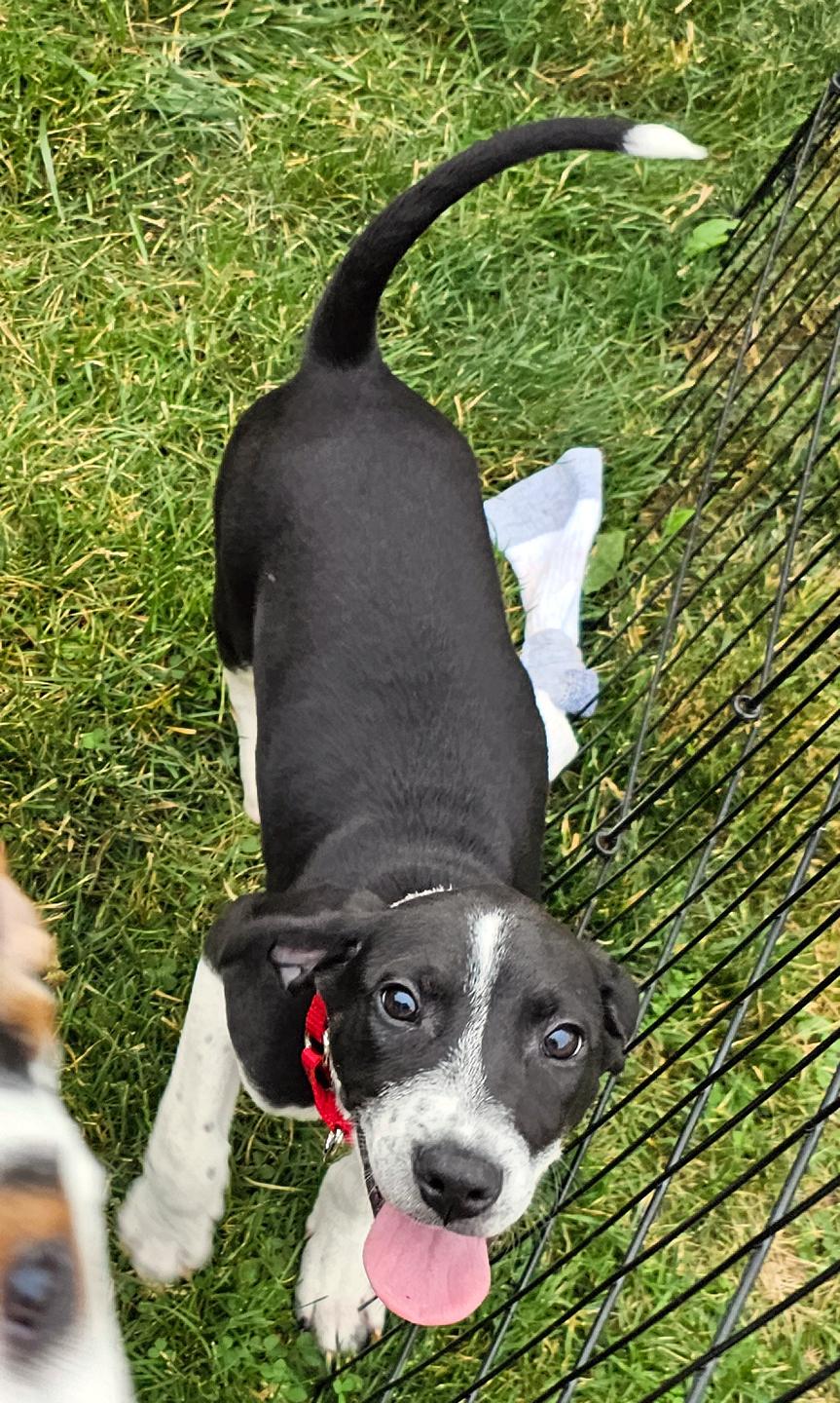 Rosie, an adopted mixed breed in Harrison, NY image 4/6