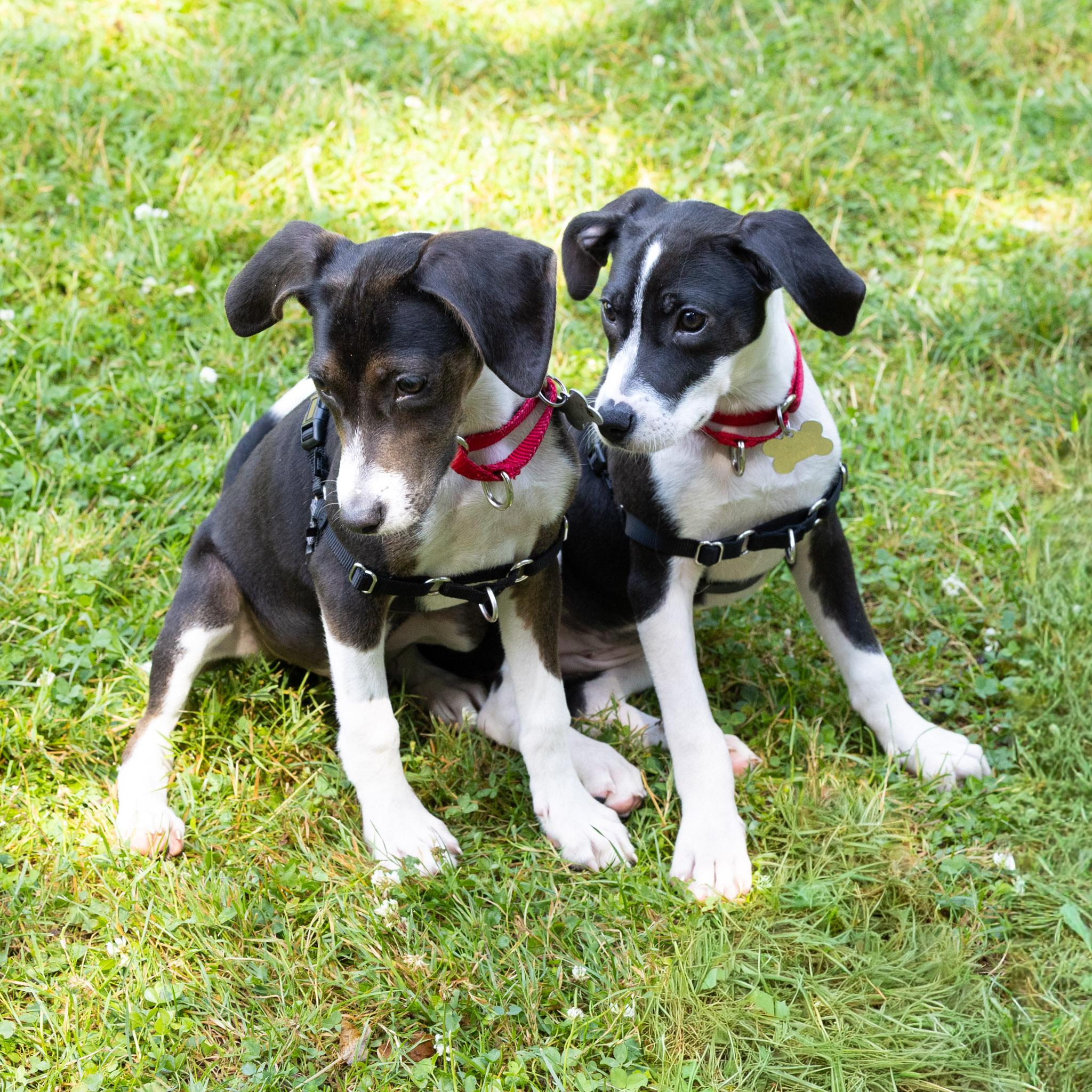 Rosie, an adopted mixed breed in Harrison, NY image 6/6
