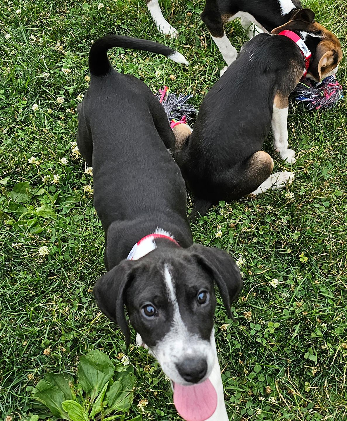 Rosie, an adopted mixed breed in Harrison, NY image 3/6