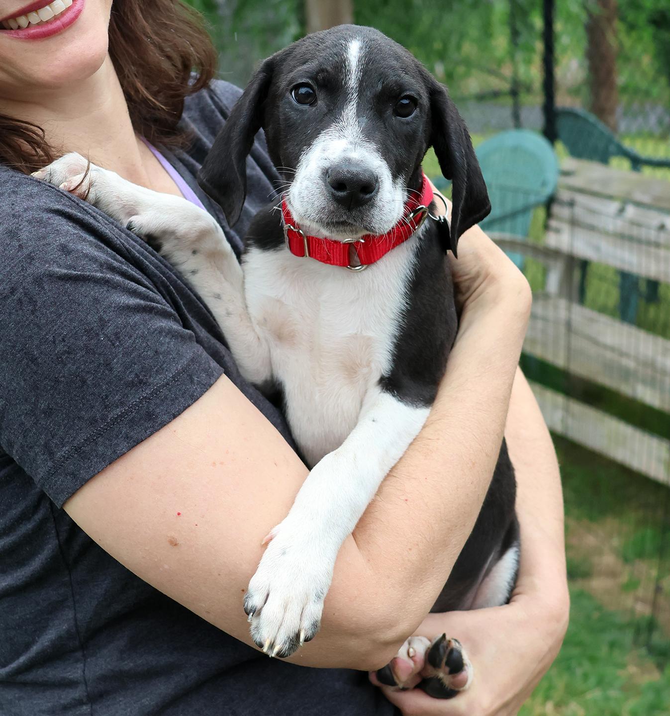 Rosie, an adopted mixed breed in Harrison, NY image 1/6