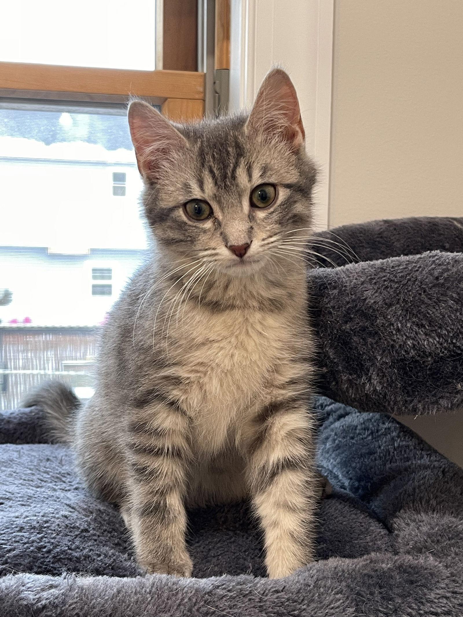 Enlarge LINX ~ Adoption Pending!!, a Adopted Domestic Short Hair in Oakhurst, NJ image 1/3