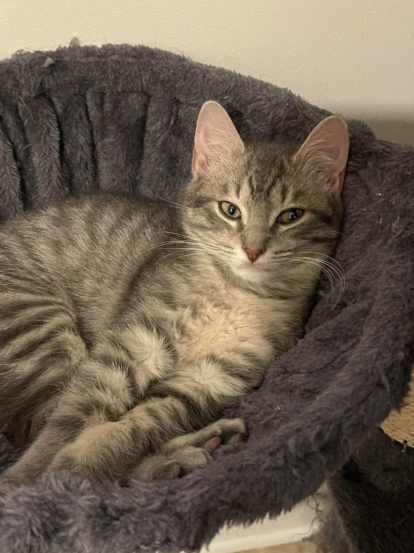 Enlarge LINX ~ Adoption Pending!!, a Adopted Domestic Short Hair in Oakhurst, NJ image 2/3