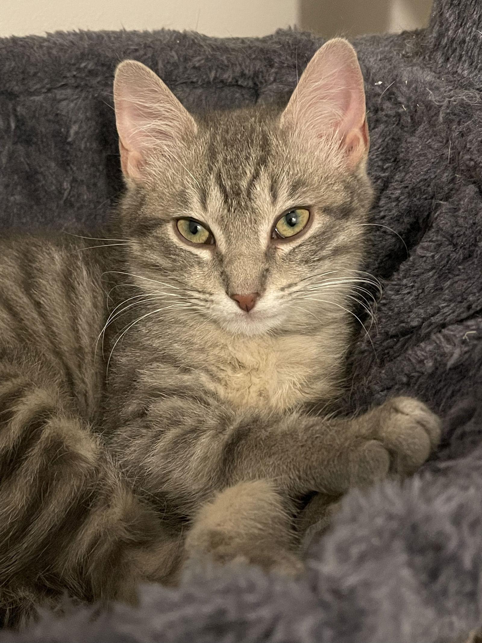 Enlarge LINX ~ Adoption Pending!!, a Adopted Domestic Short Hair in Oakhurst, NJ image 3/3