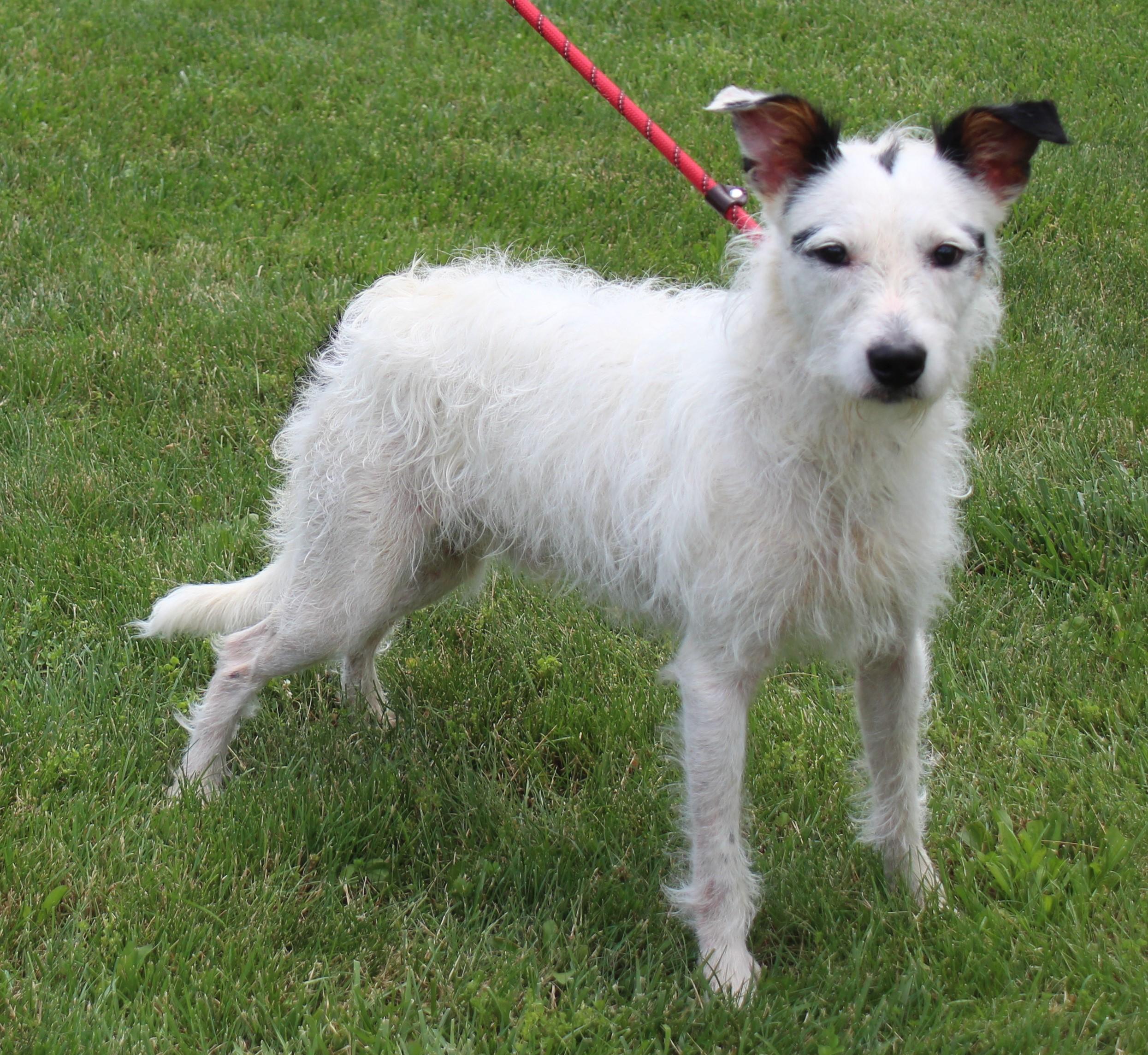 Max (12002), a ADOPTABLE mixed breed in Heath, OH image 1/2