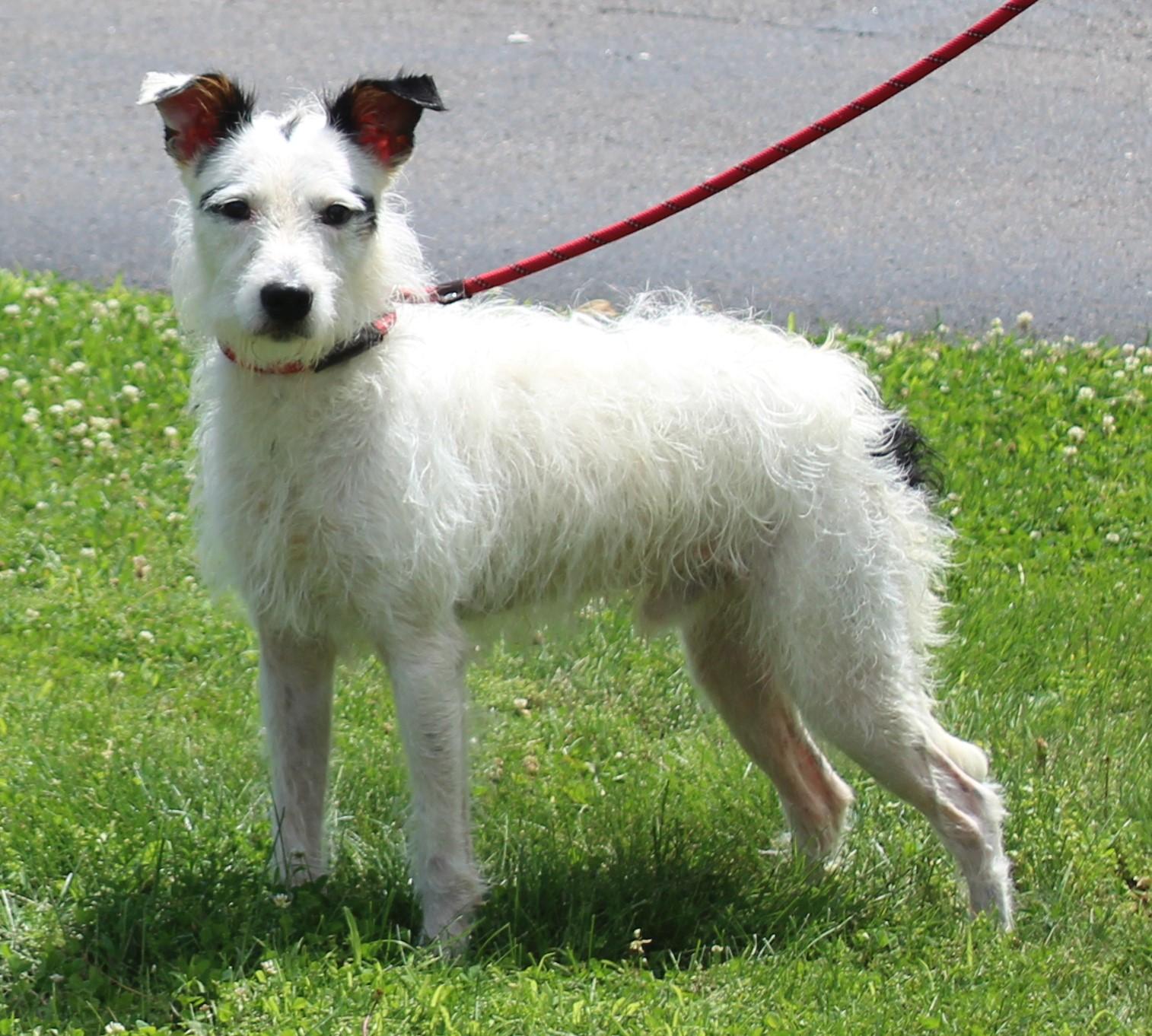 Max (12002), a ADOPTABLE mixed breed in Heath, OH image 2/2