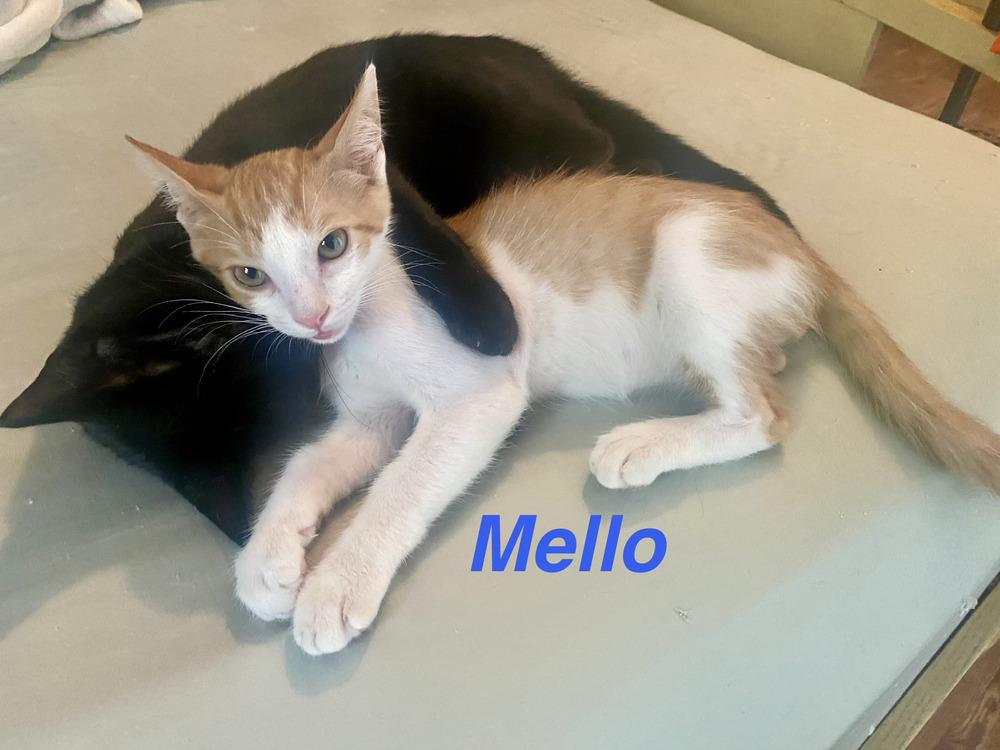Mellow, a Adoptable Tabby in Fern Park, FL image 1/3