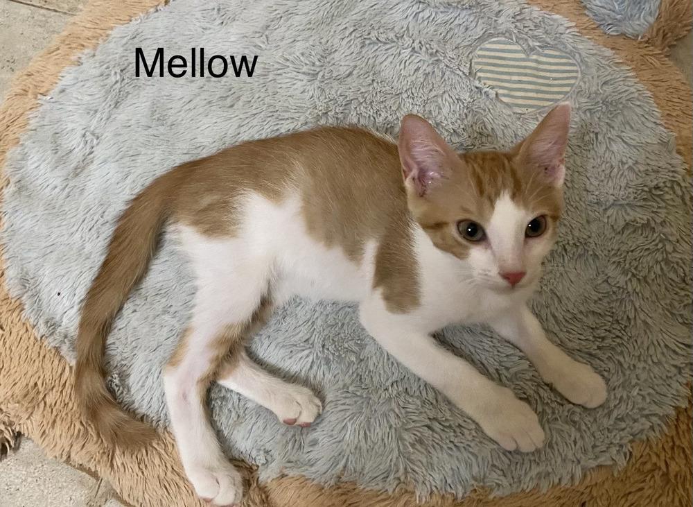 Mellow, a Adoptable Tabby in Fern Park, FL image 2/3