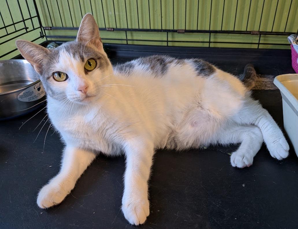 Nina ( friendly and playful), ADOPTABLE, Young Female Domestic Short Hair.