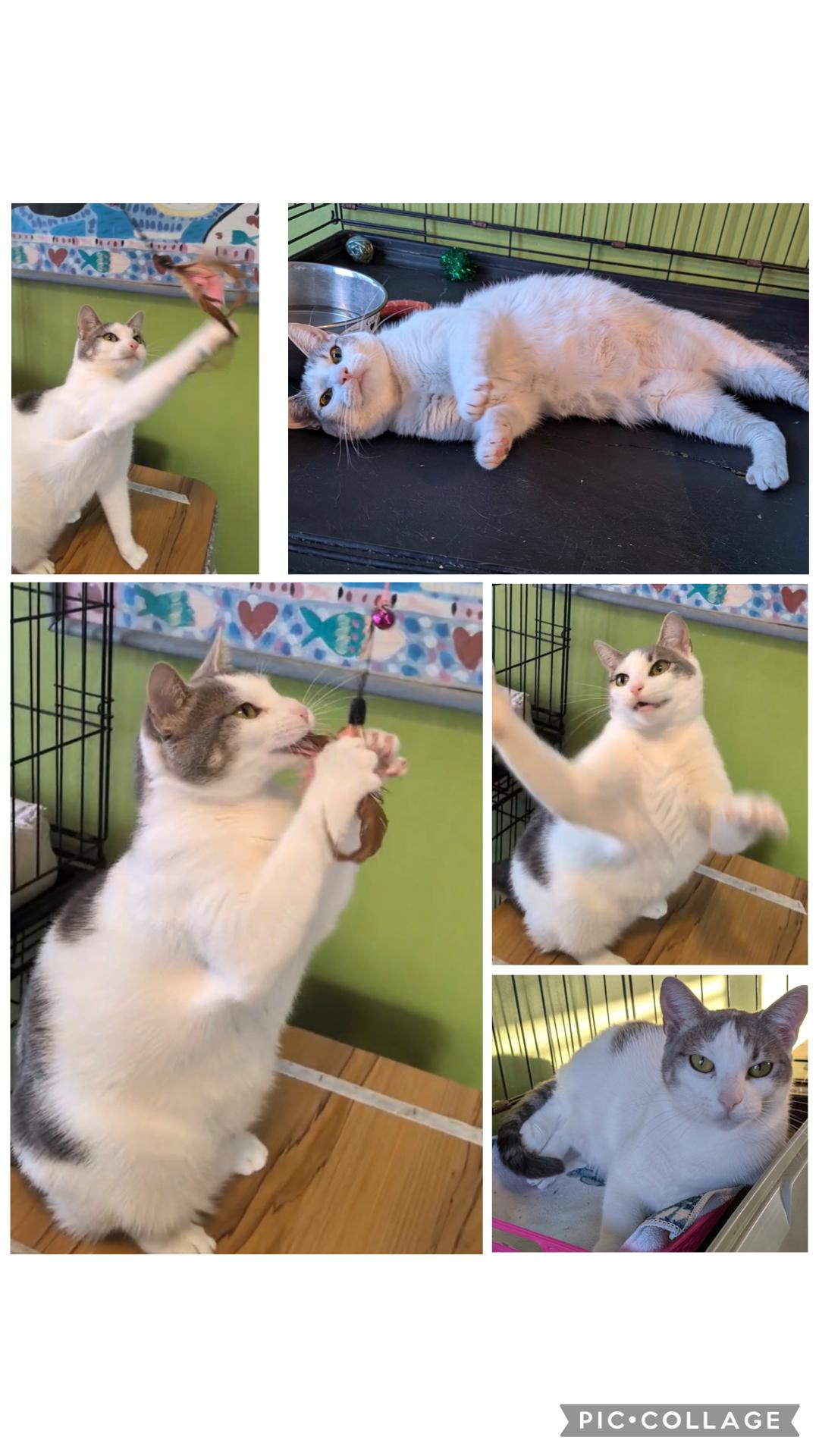 Enlarge Nina ( friendly and playful), a ADOPTABLE Domestic Short Hair in Staten Island, NY image 5/6