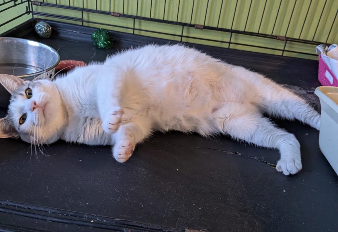 Enlarge Nina ( friendly and playful), a ADOPTABLE Domestic Short Hair in Staten Island, NY image 6/6