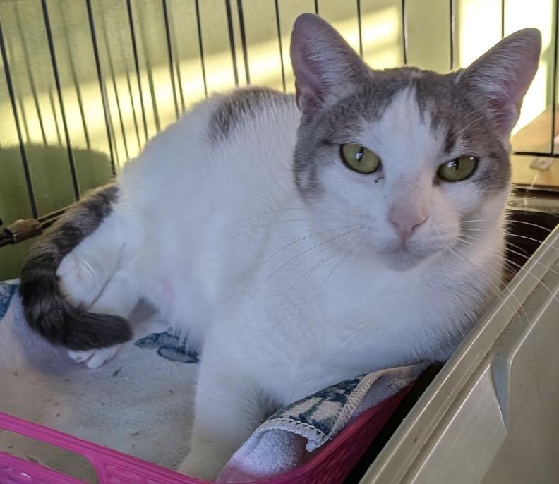 Enlarge Nina ( friendly and playful), a ADOPTABLE Domestic Short Hair in Staten Island, NY image 1/6