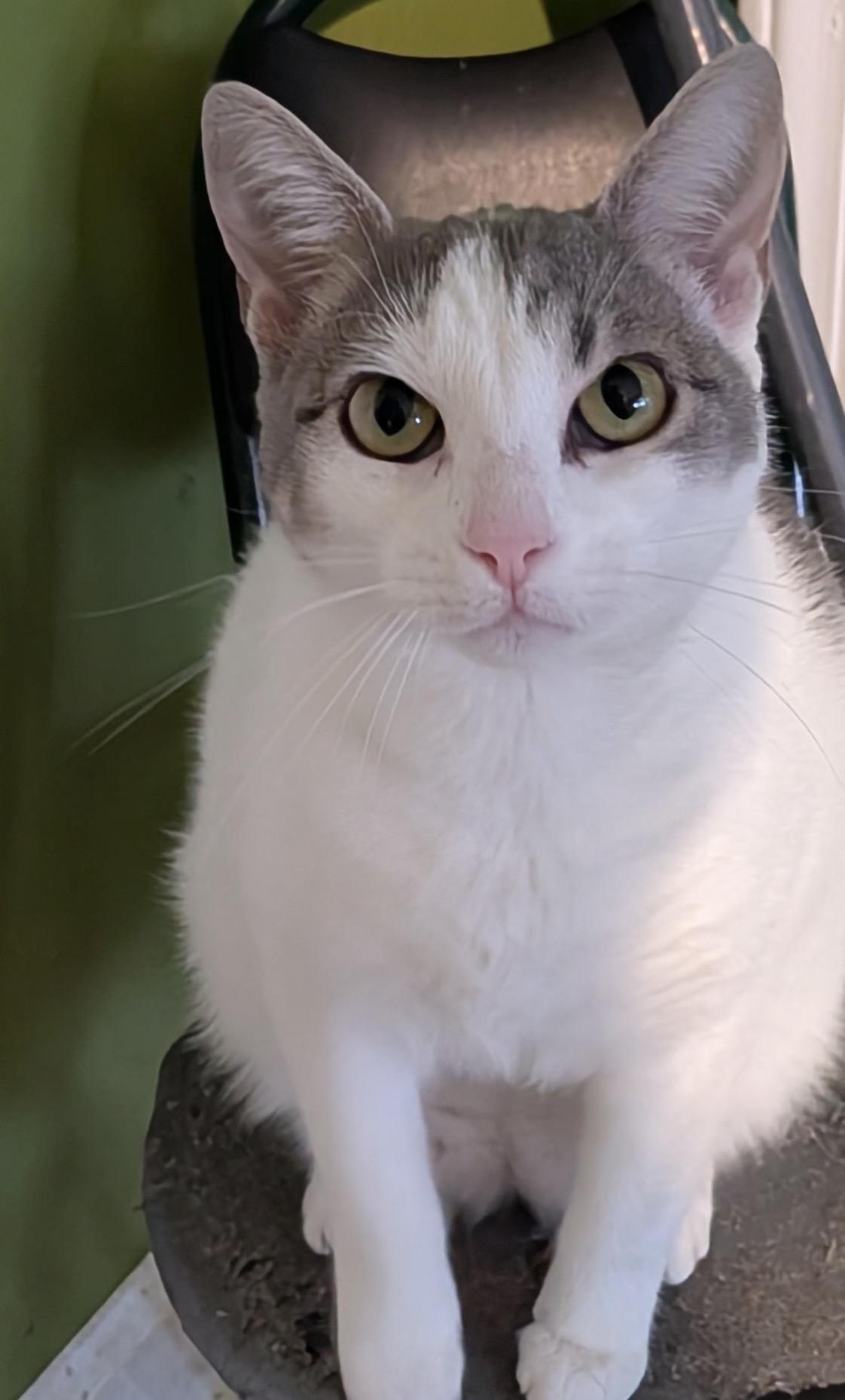 Enlarge Nina ( friendly and playful), a ADOPTABLE Domestic Short Hair in Staten Island, NY image 2/6