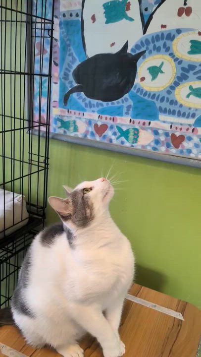 Enlarge Nina ( friendly and playful), a ADOPTABLE Domestic Short Hair in Staten Island, NY video 4/6