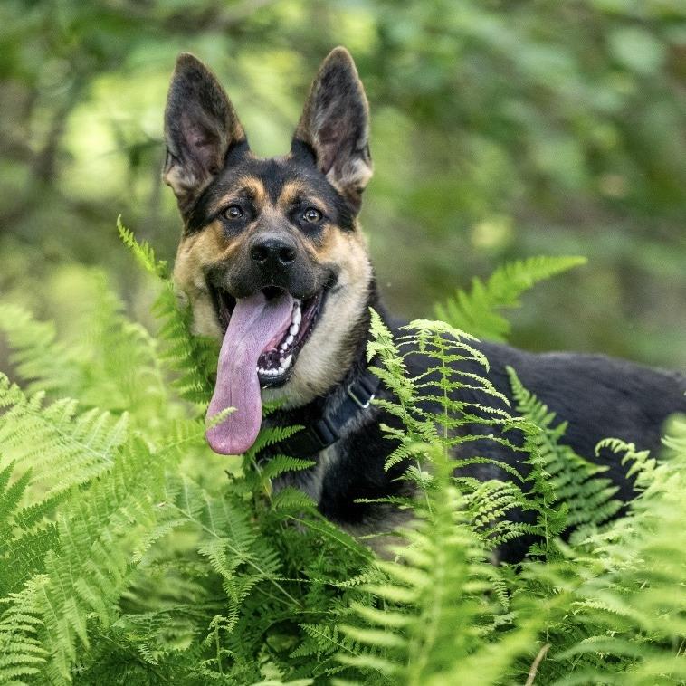 Ella (26-225), a Adoptable German Shepherd Dog in New Ringgold, PA image 1/2