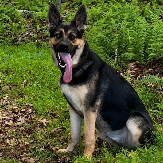 Ella (26-225), a Adoptable German Shepherd Dog in New Ringgold, PA image 2/2