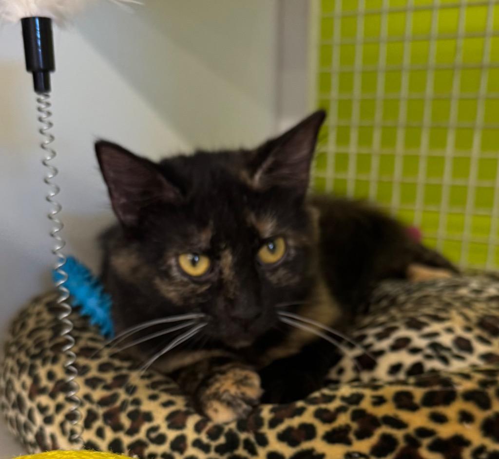 Aurora, Adoptable, Young Female Domestic Short Hair.