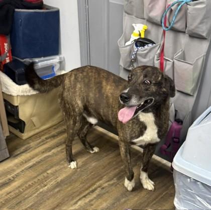 Enlarge Dean, a Adoptable mixed breed in Conway, AR image 1/1