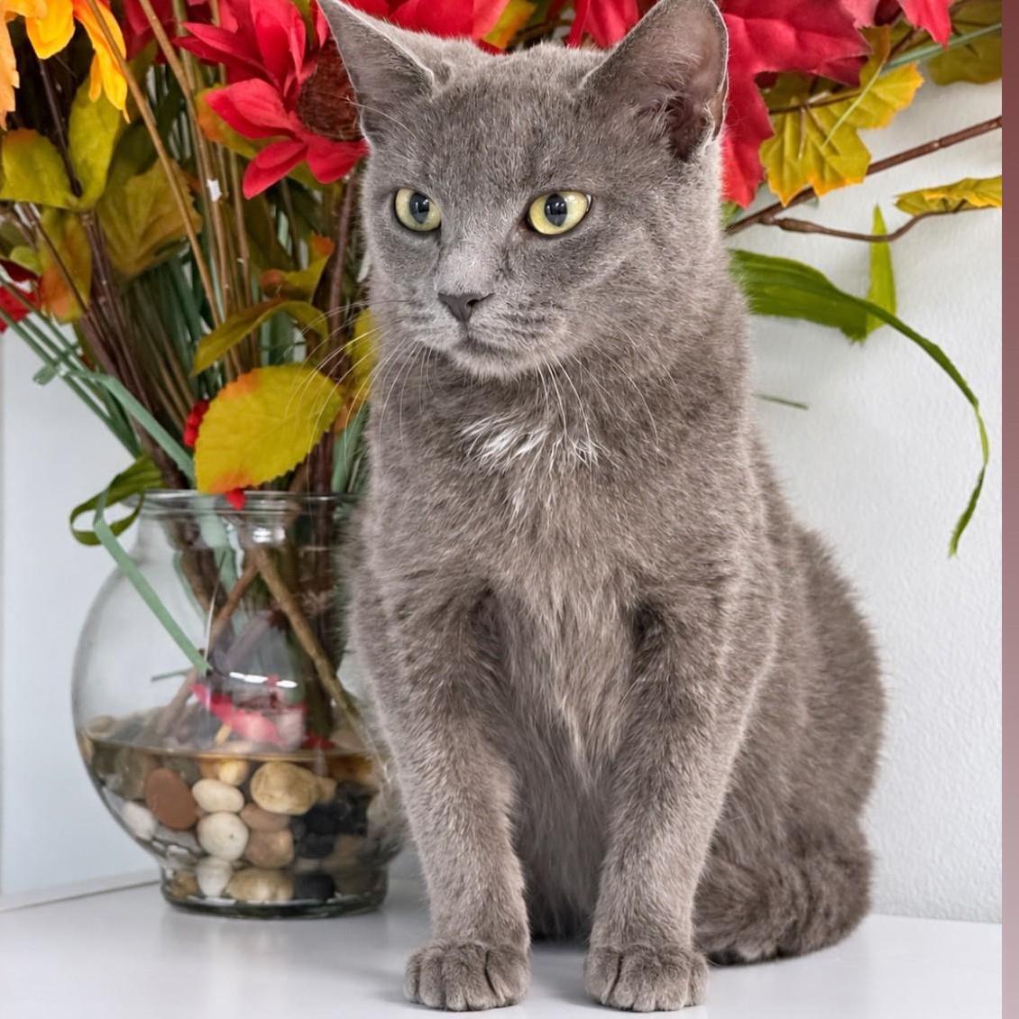 Bethany, Adoptable, Young Female Domestic Short Hair.