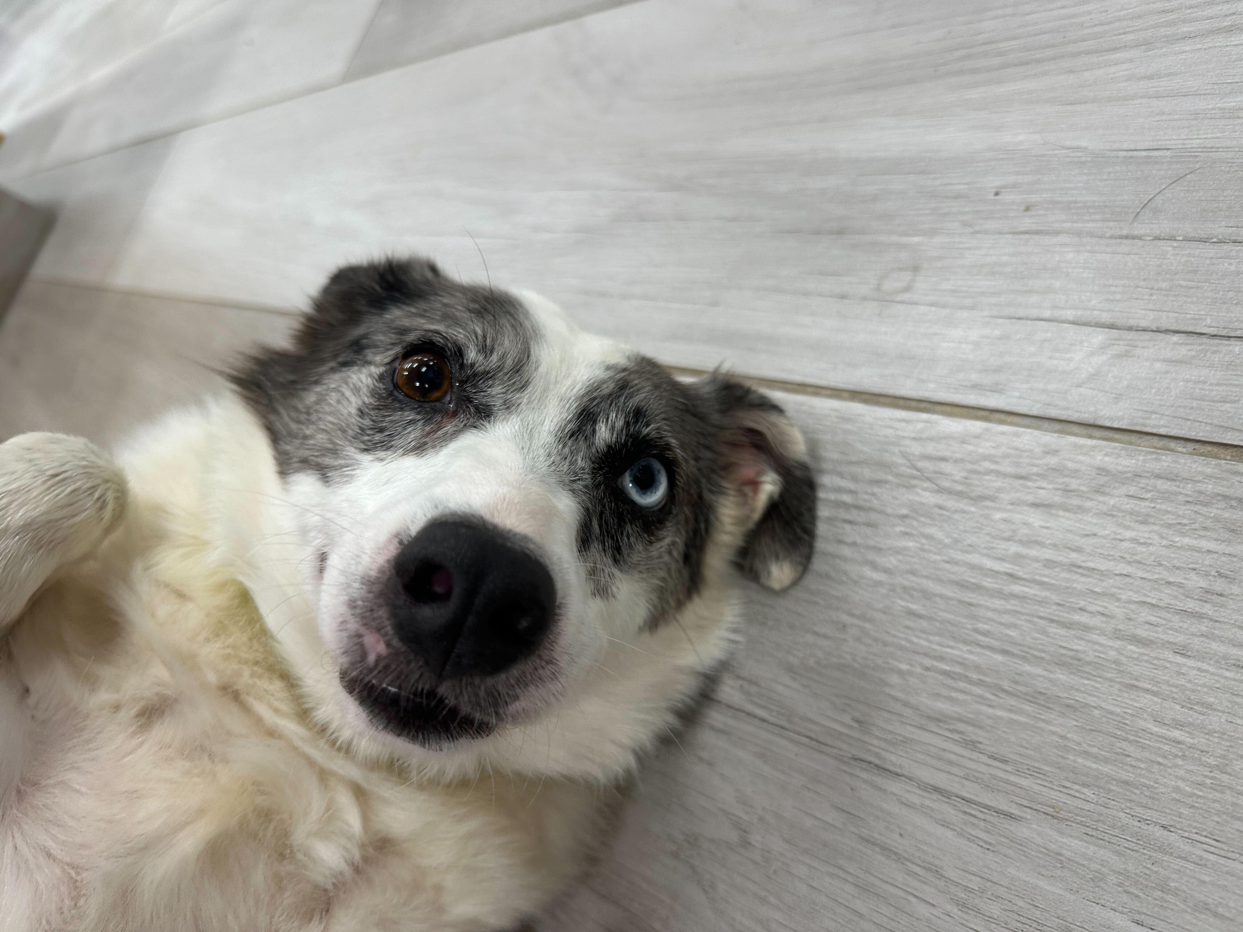 Enlarge Remi , a ADOPTABLE mixed breed in Maidens, VA image 2/6