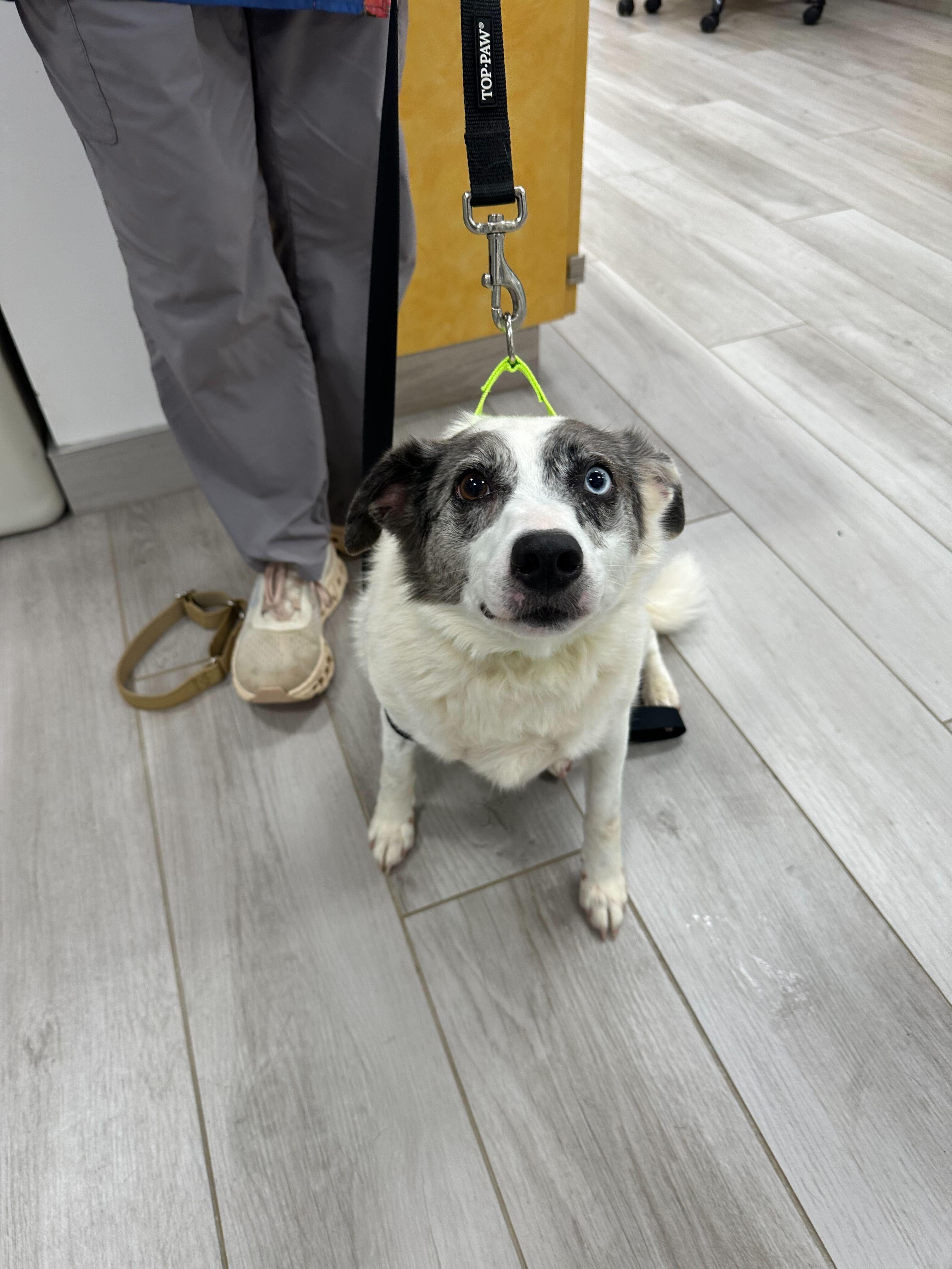 Enlarge Remi , a ADOPTABLE mixed breed in Maidens, VA image 3/6