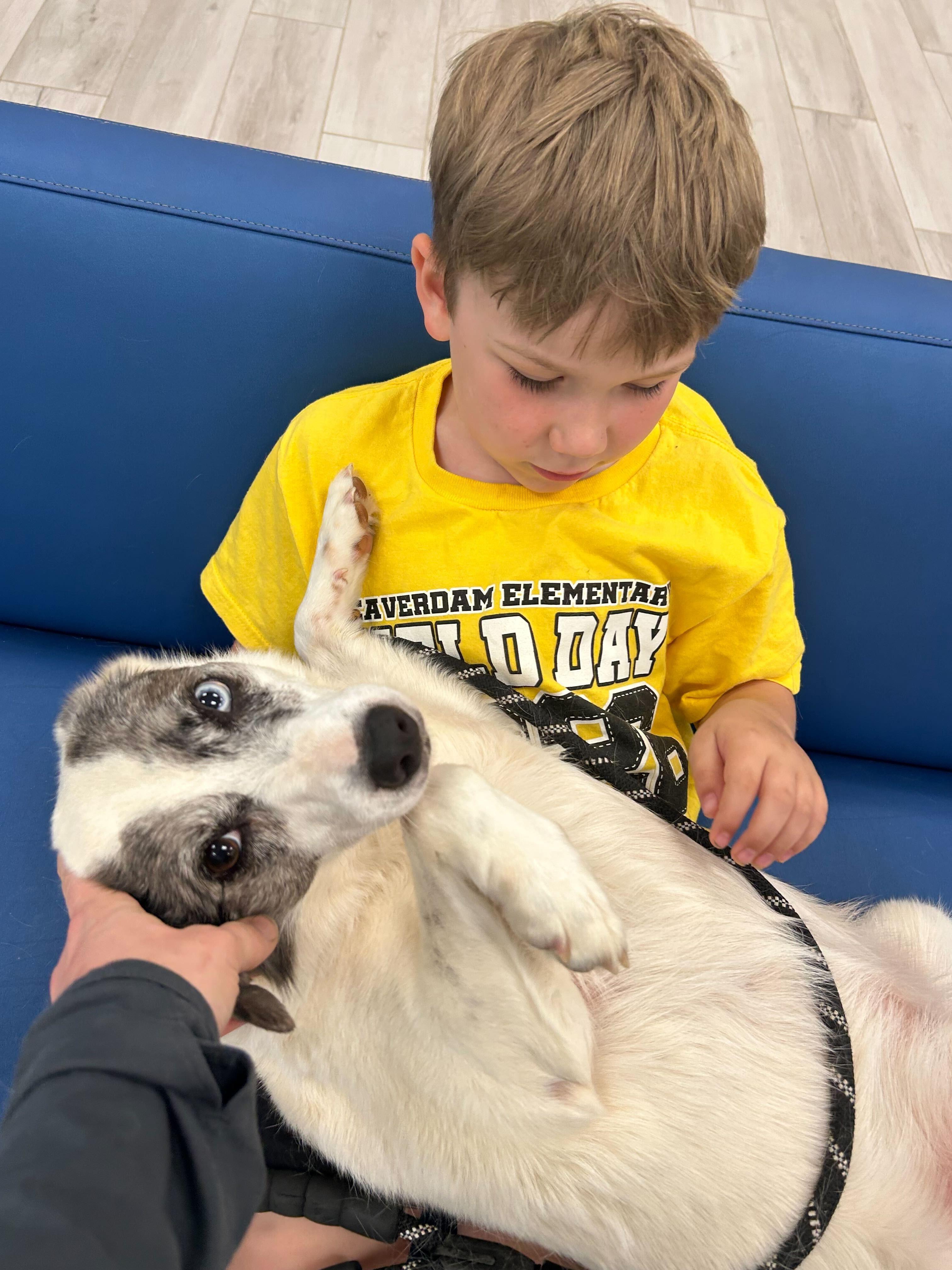 Enlarge Remi , a ADOPTABLE mixed breed in Maidens, VA image 4/6