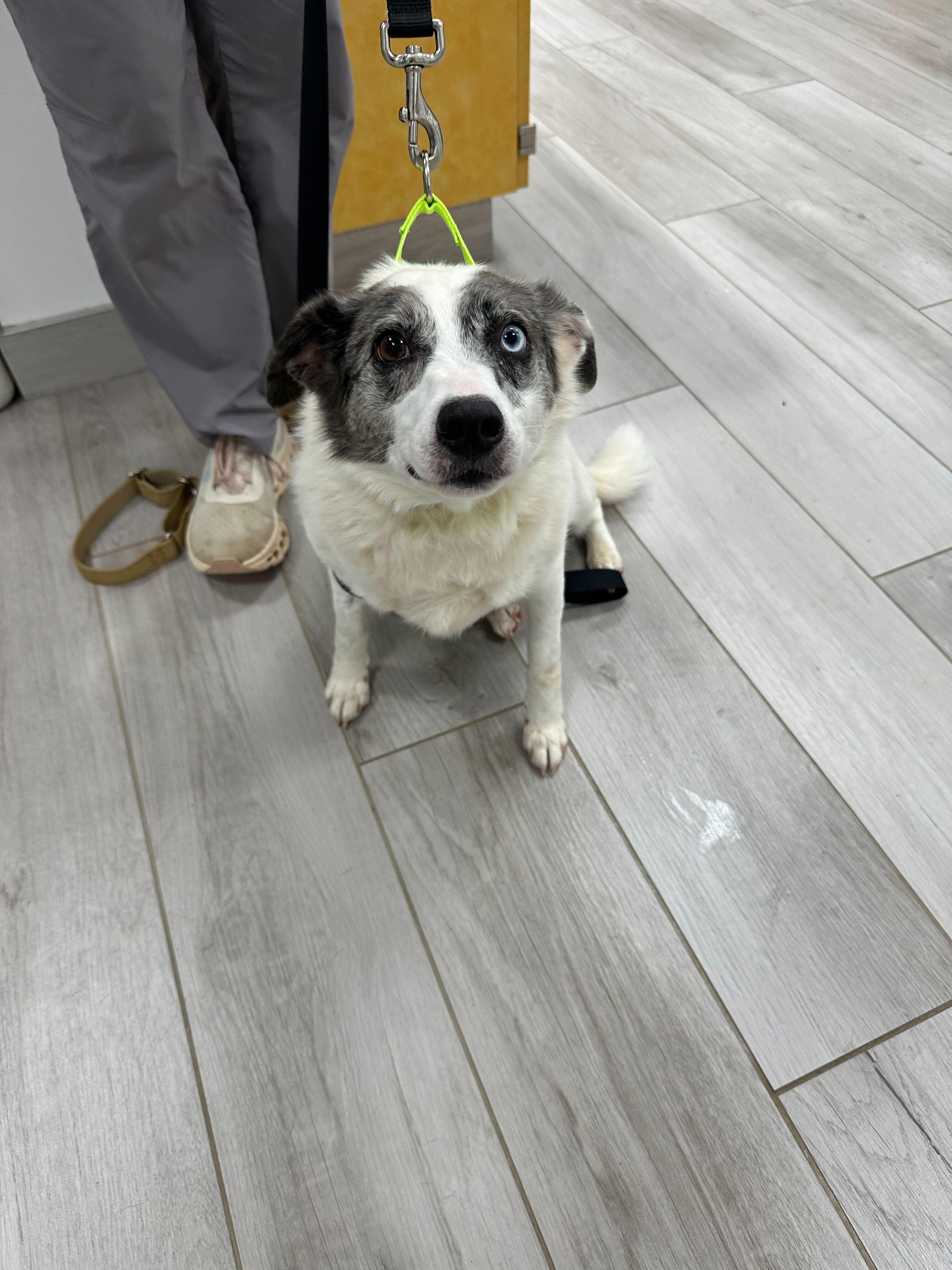 Enlarge Remi , a ADOPTABLE mixed breed in Maidens, VA image 6/6