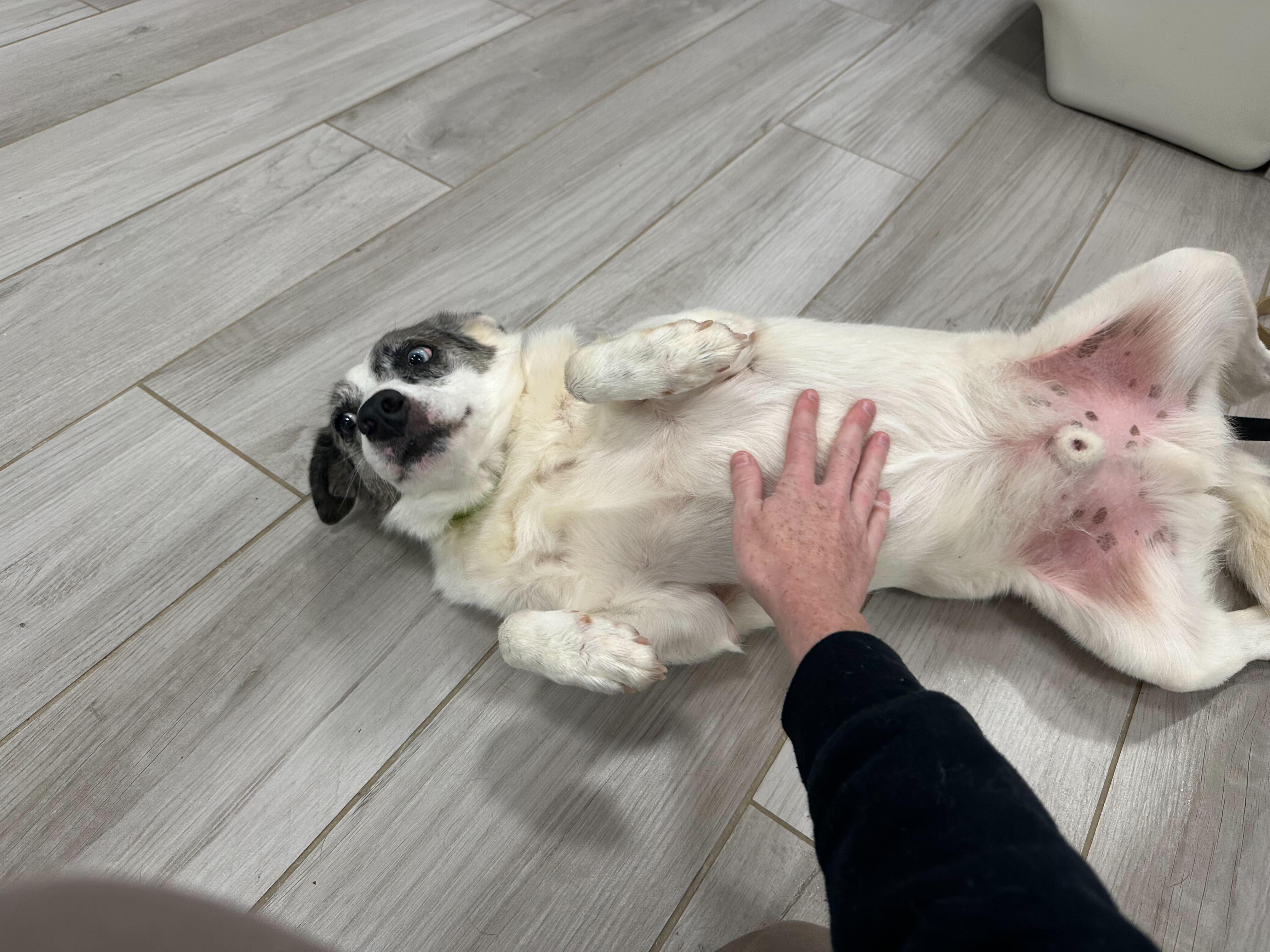 Remi , ADOPTABLE, Adult Male Australian Shepherd.