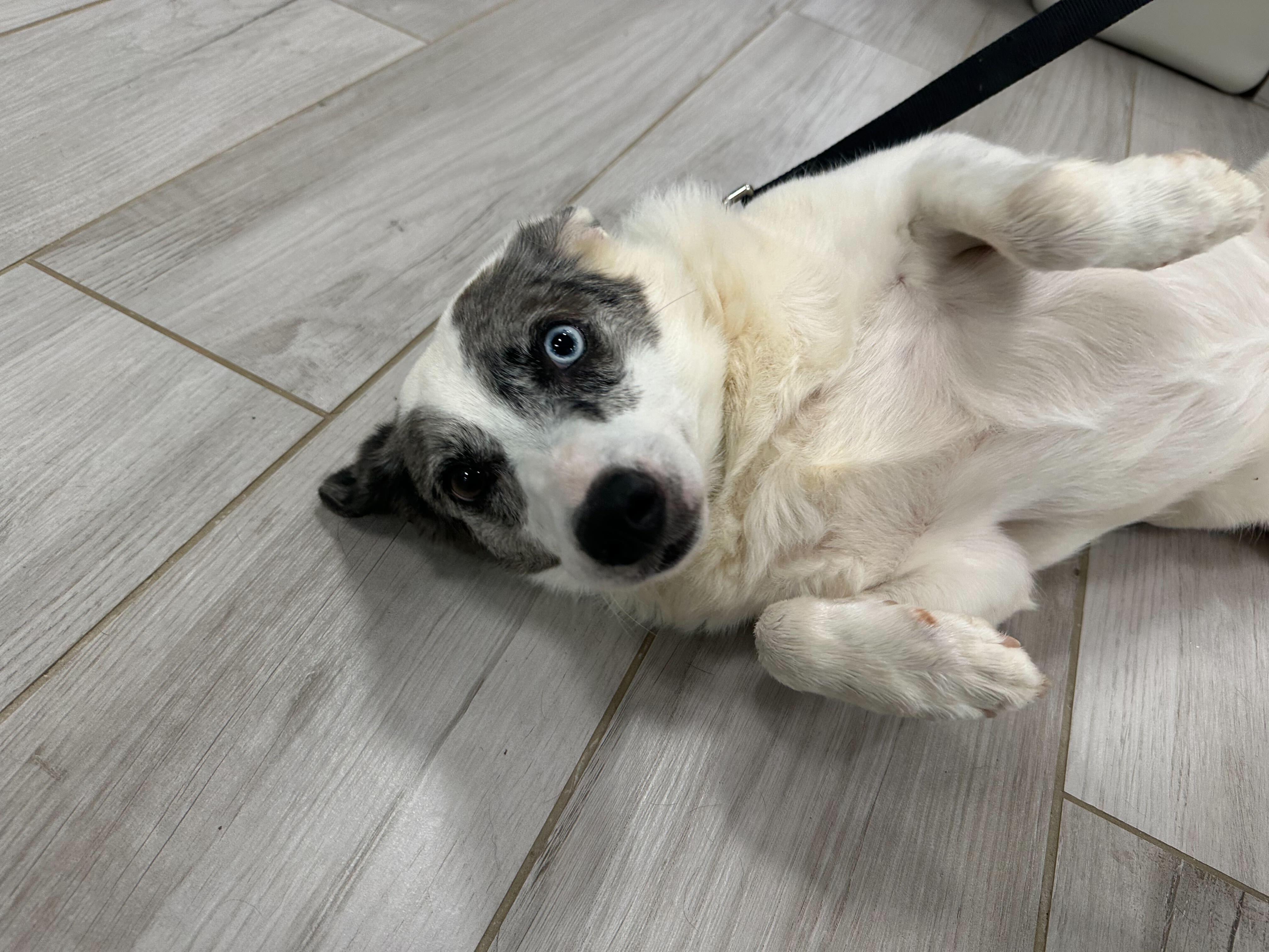 Enlarge Remi , a ADOPTABLE mixed breed in Maidens, VA image 5/6