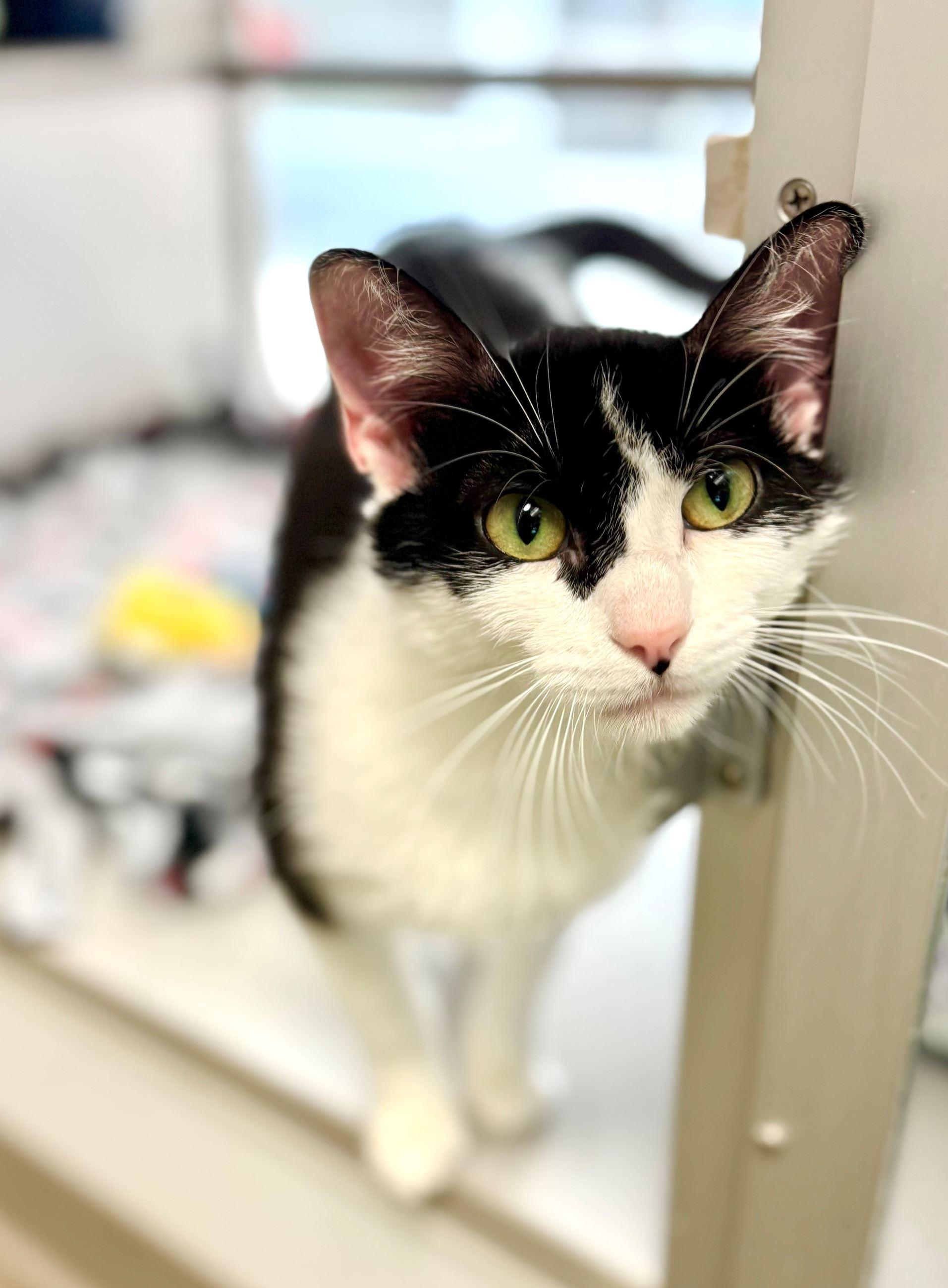 Onya Nurve, Young Female Domestic Short Hair