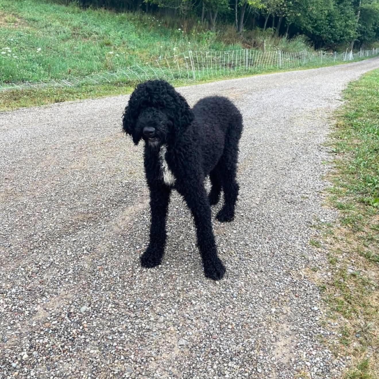 Enlarge Wednesday, a Adoptable Goldendoodle in Clinton, WI image 1/6
