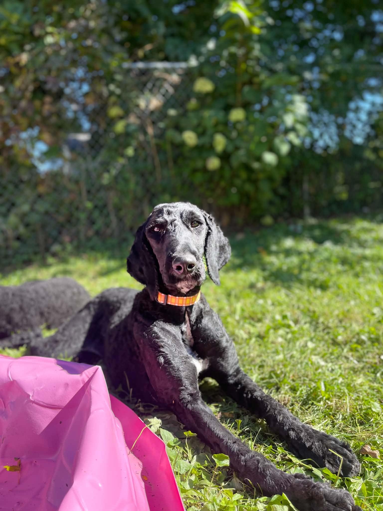 Enlarge Wednesday, a Adoptable Goldendoodle in Clinton, WI image 4/6