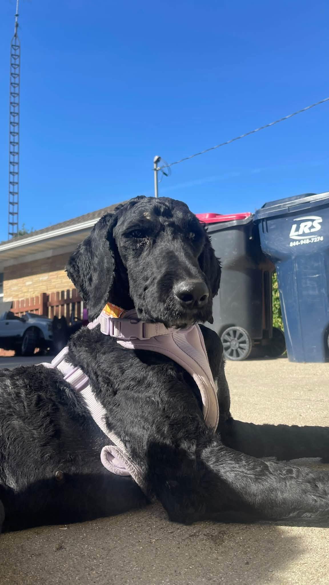 Enlarge Wednesday, a Adoptable Goldendoodle in Clinton, WI image 3/6