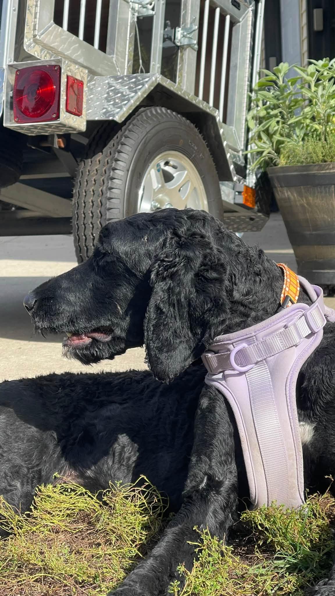 Enlarge Wednesday, a Adoptable Goldendoodle in Clinton, WI image 6/6