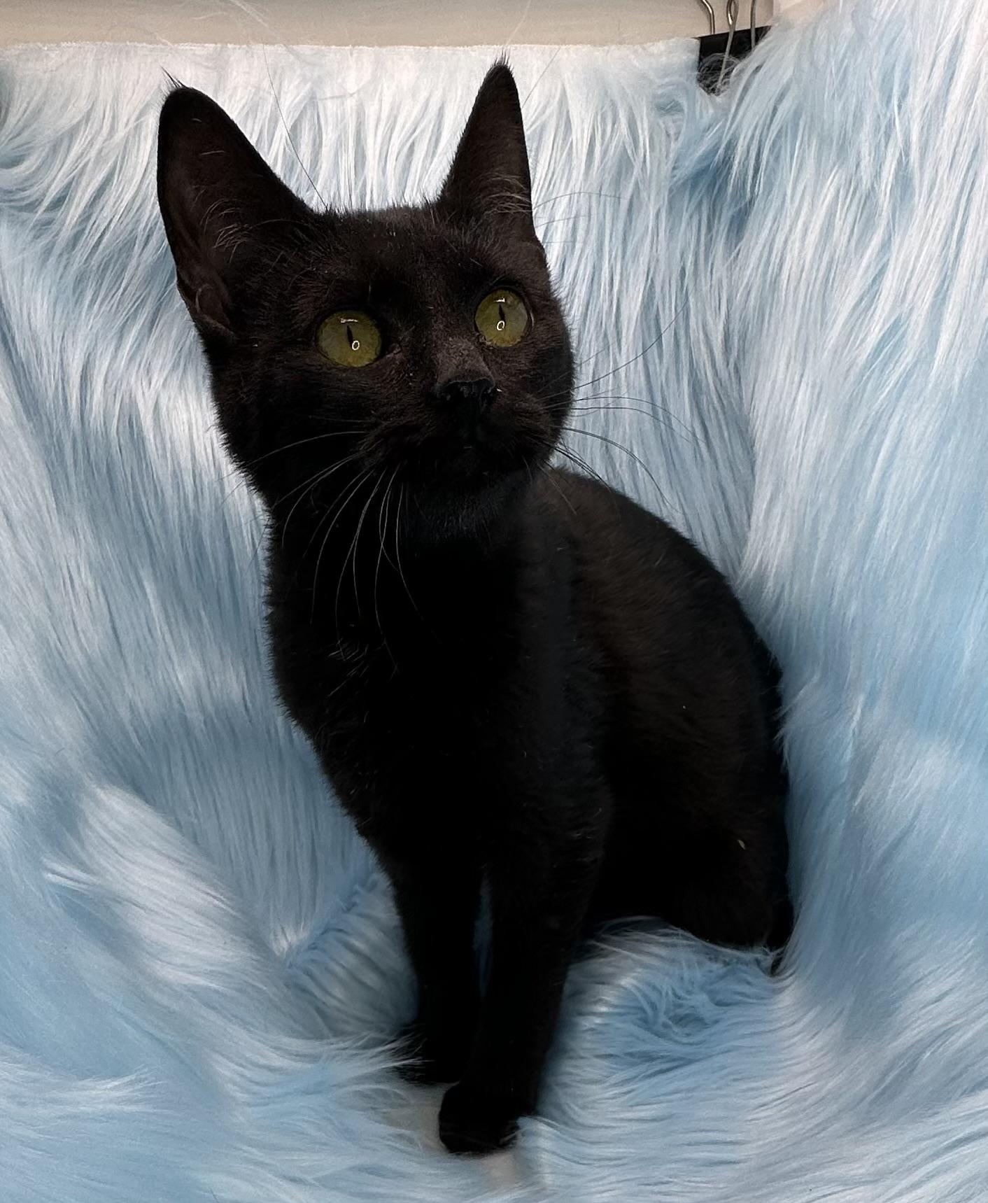 Enlarge Timbit, a ADOPTABLE Domestic Short Hair in Poway, CA image 1/1