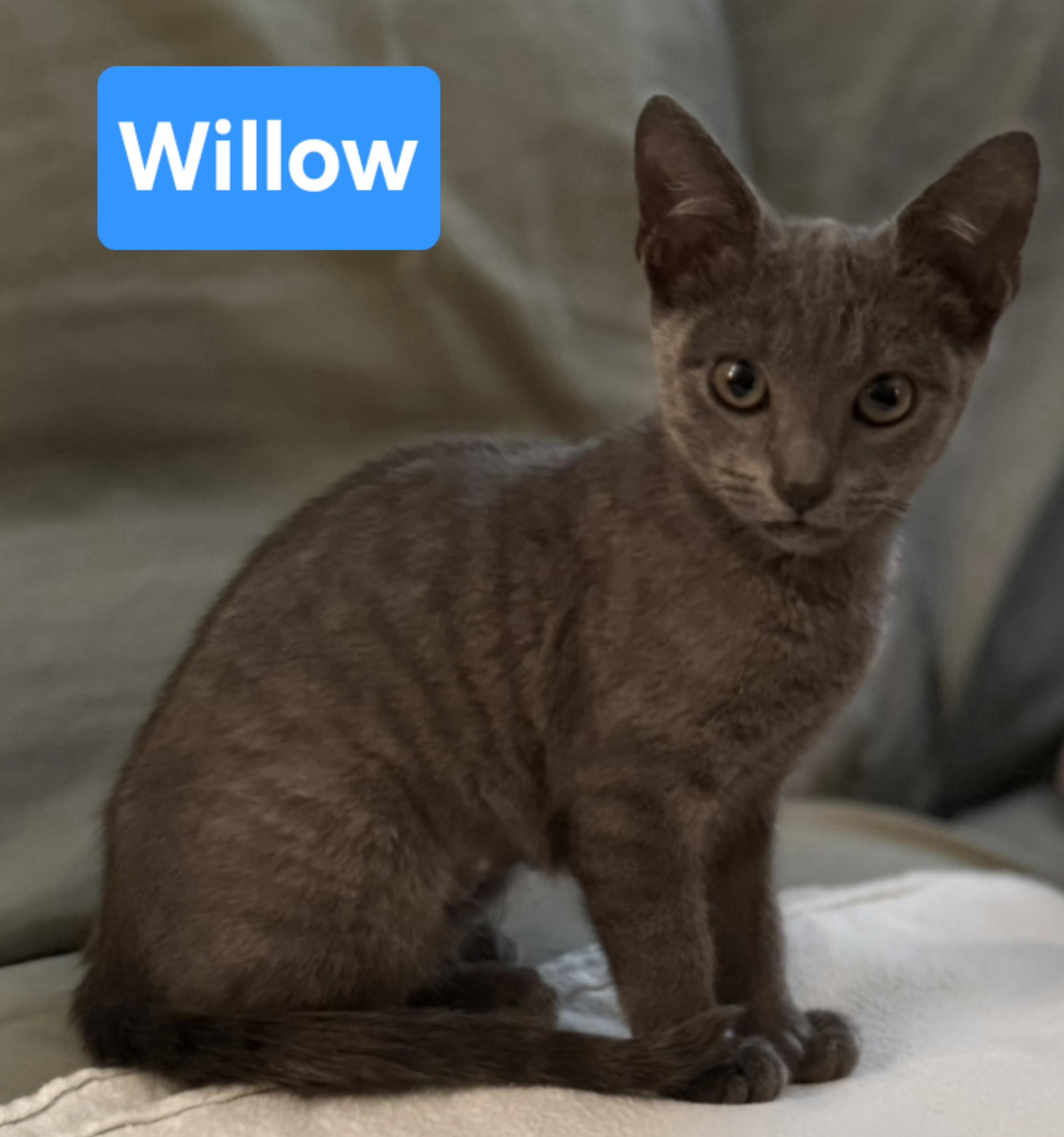 Willow, adopted, Kitten Female Russian Blue & Tabby.