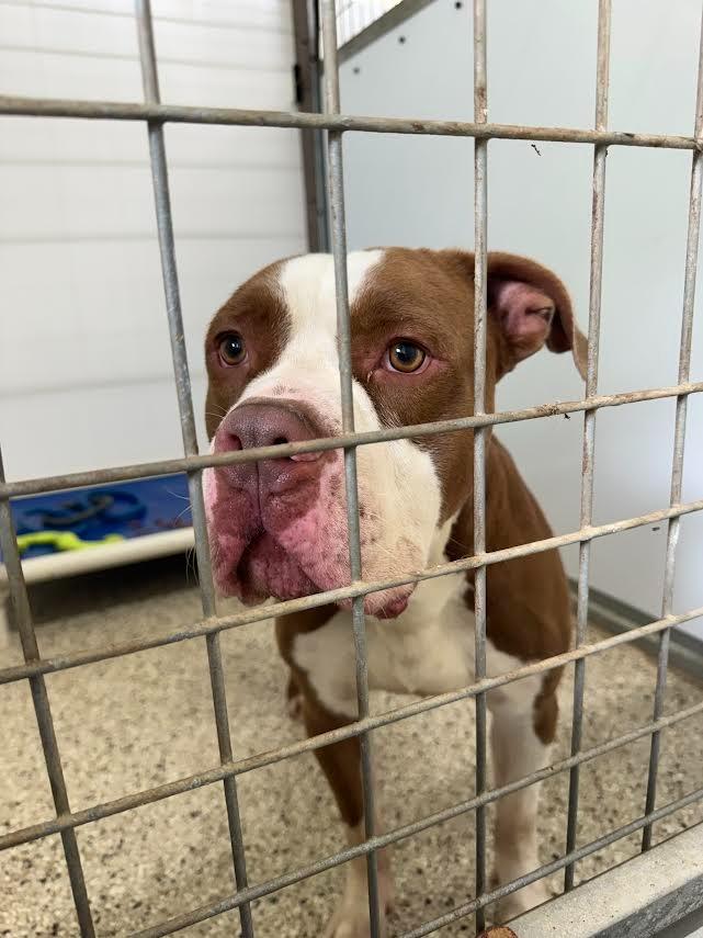 Enlarge Red Bull (Kano), a Adoptable Pit Bull Terrier in Glenfield, NY image 1/1