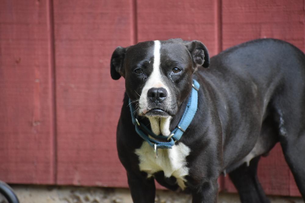 Watson, Adopted, Adult Female Pit Bull Terrier & Hound.