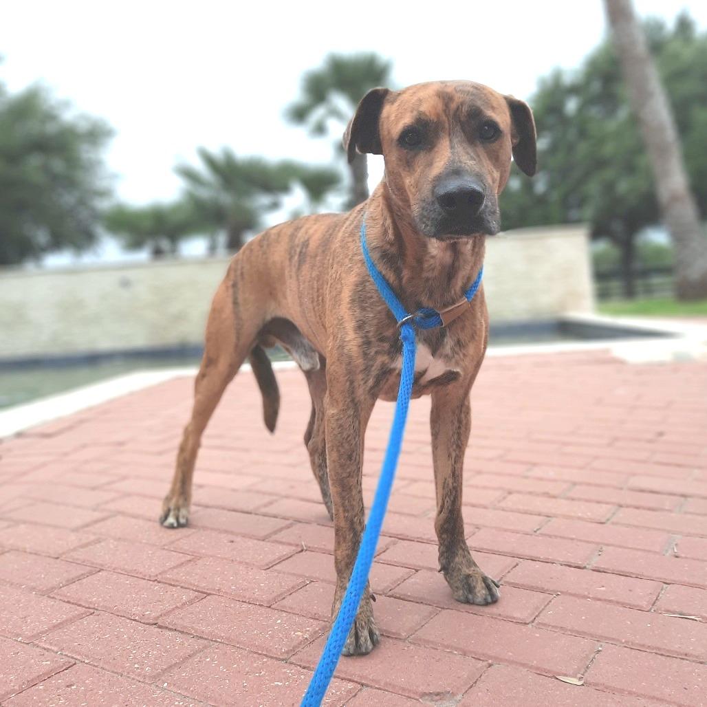 Luke, Adoptable, Adult Male Terrier & Mixed Breed.