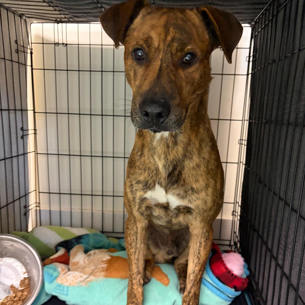 Luke, a Adoptable mixed breed in Corpus Christi, TX image 2/6
