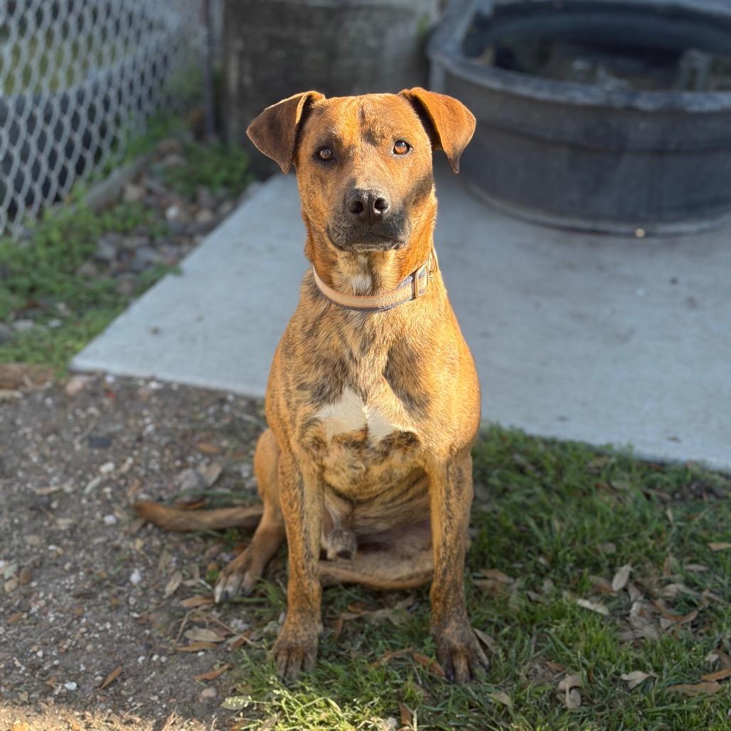 Enlarge Luke, a Adoptable mixed breed in Corpus Christi, TX image 3/6